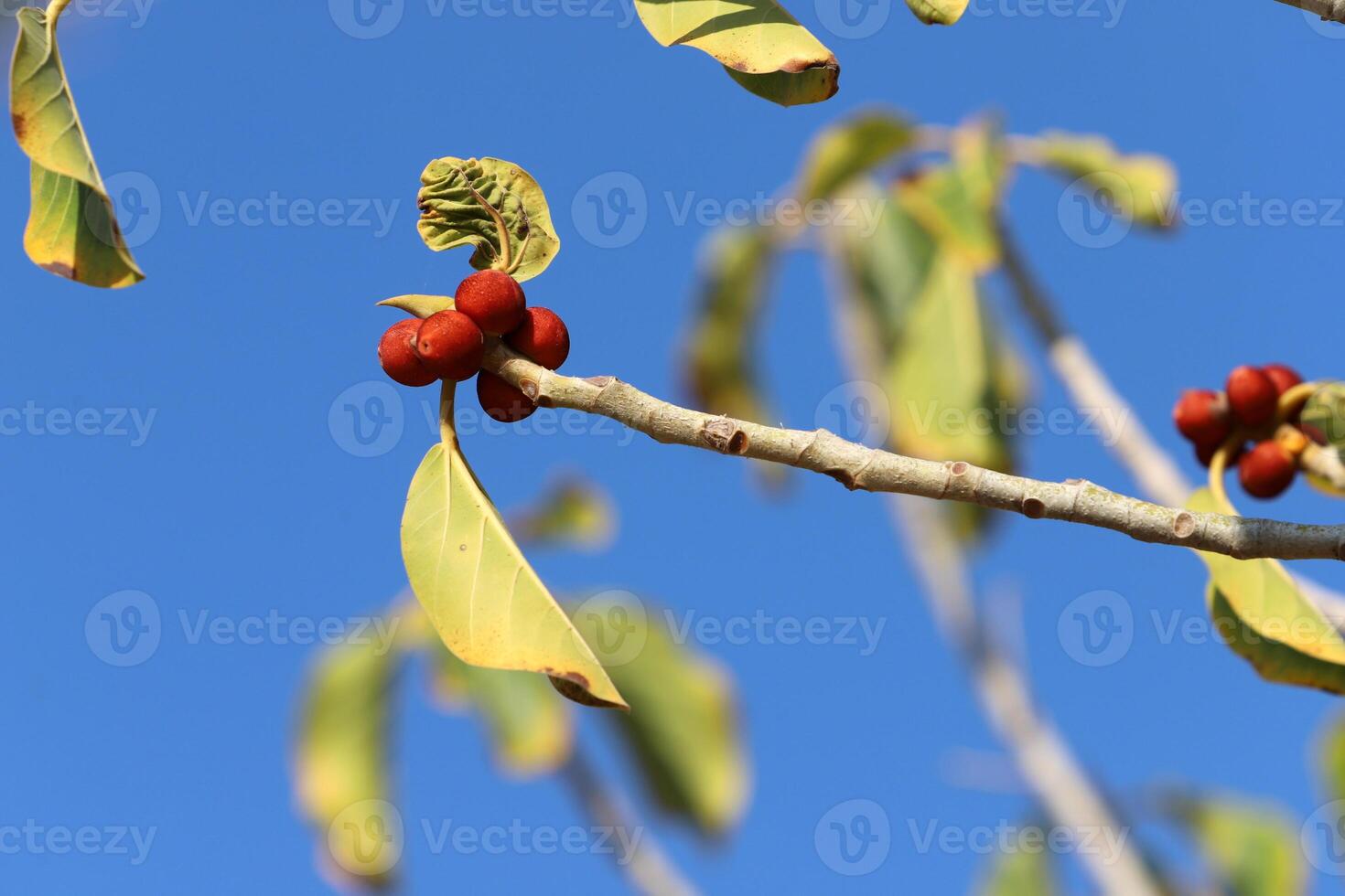 Branch of a tall tree against a background of blue sky. photo