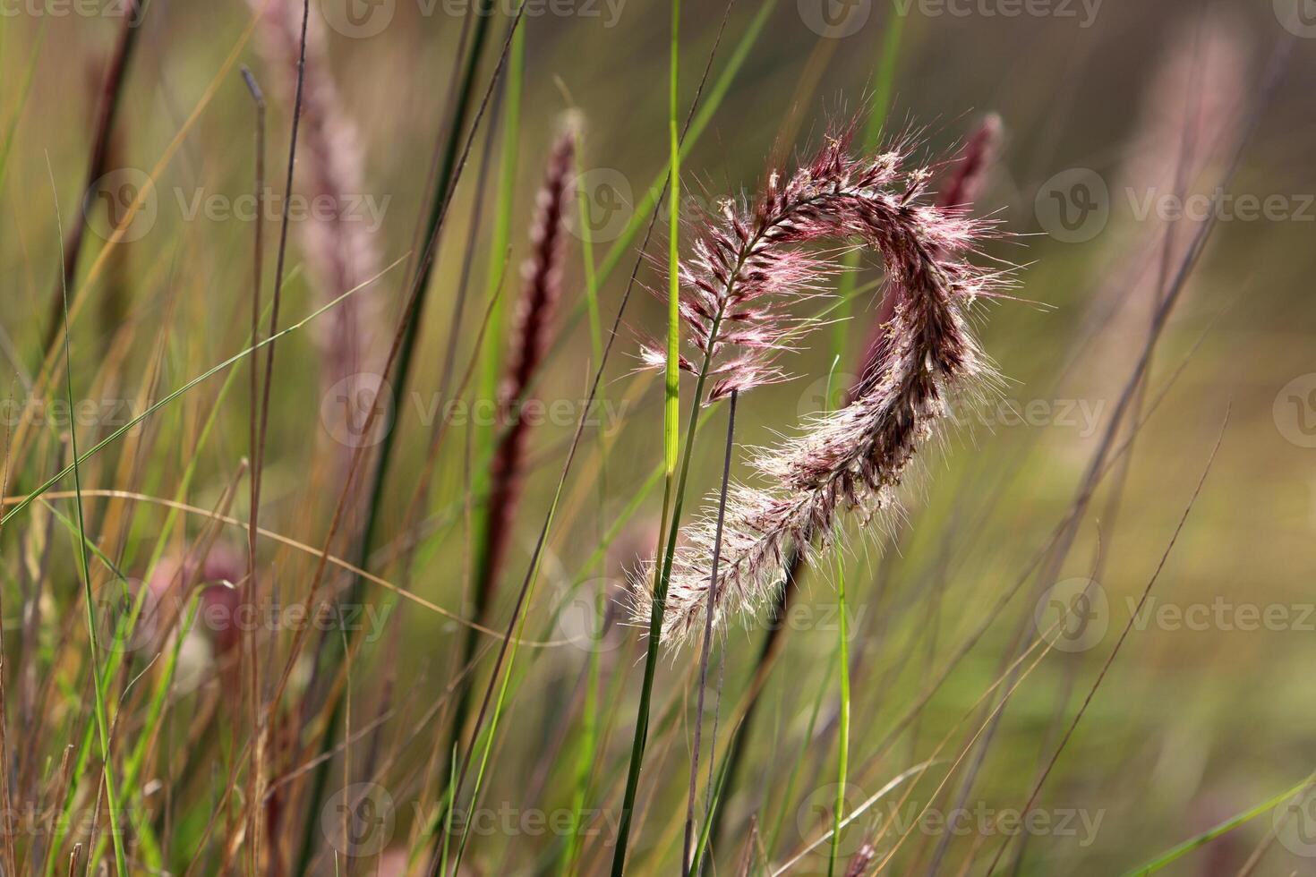 Green plants and flowers close up. Abstract natural background made of plants and flowers. photo