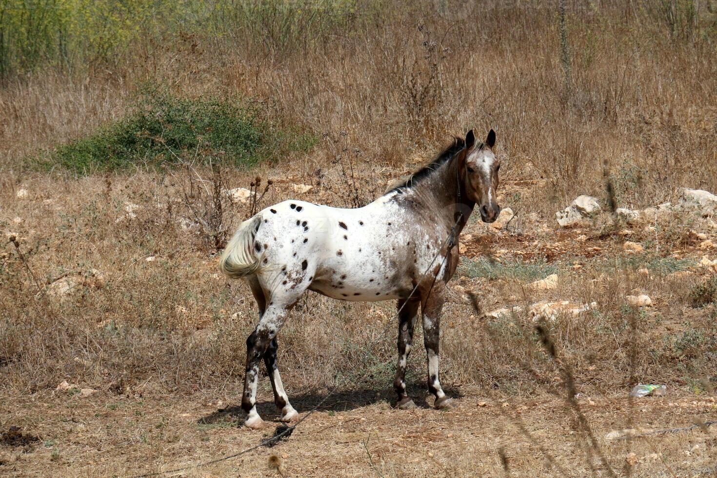 The horse is a domestic equid animal. photo