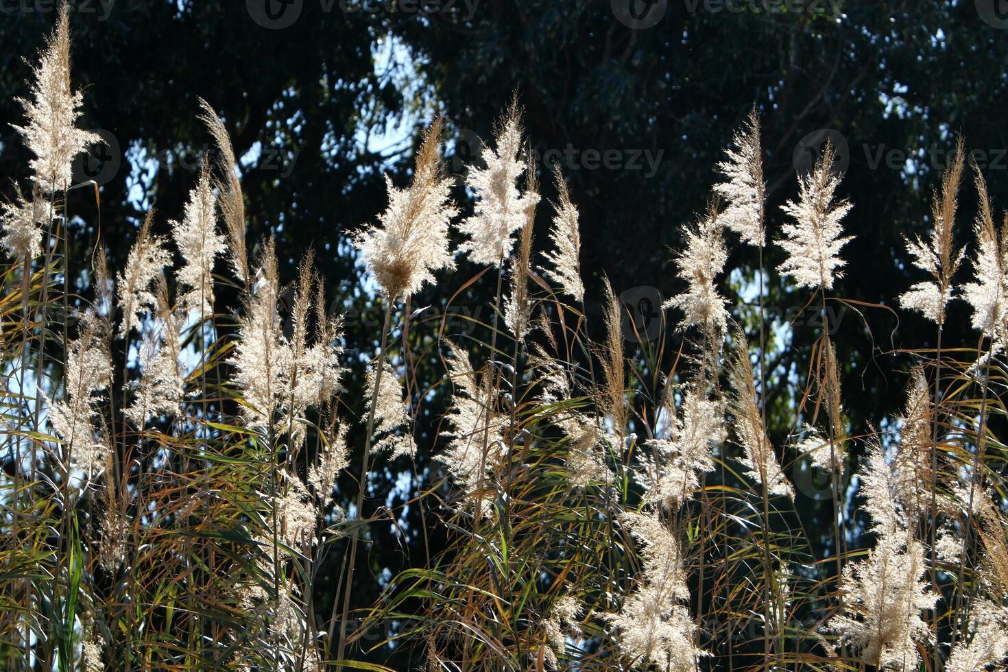 Green plants and flowers close up. Abstract natural background made of plants and flowers. photo
