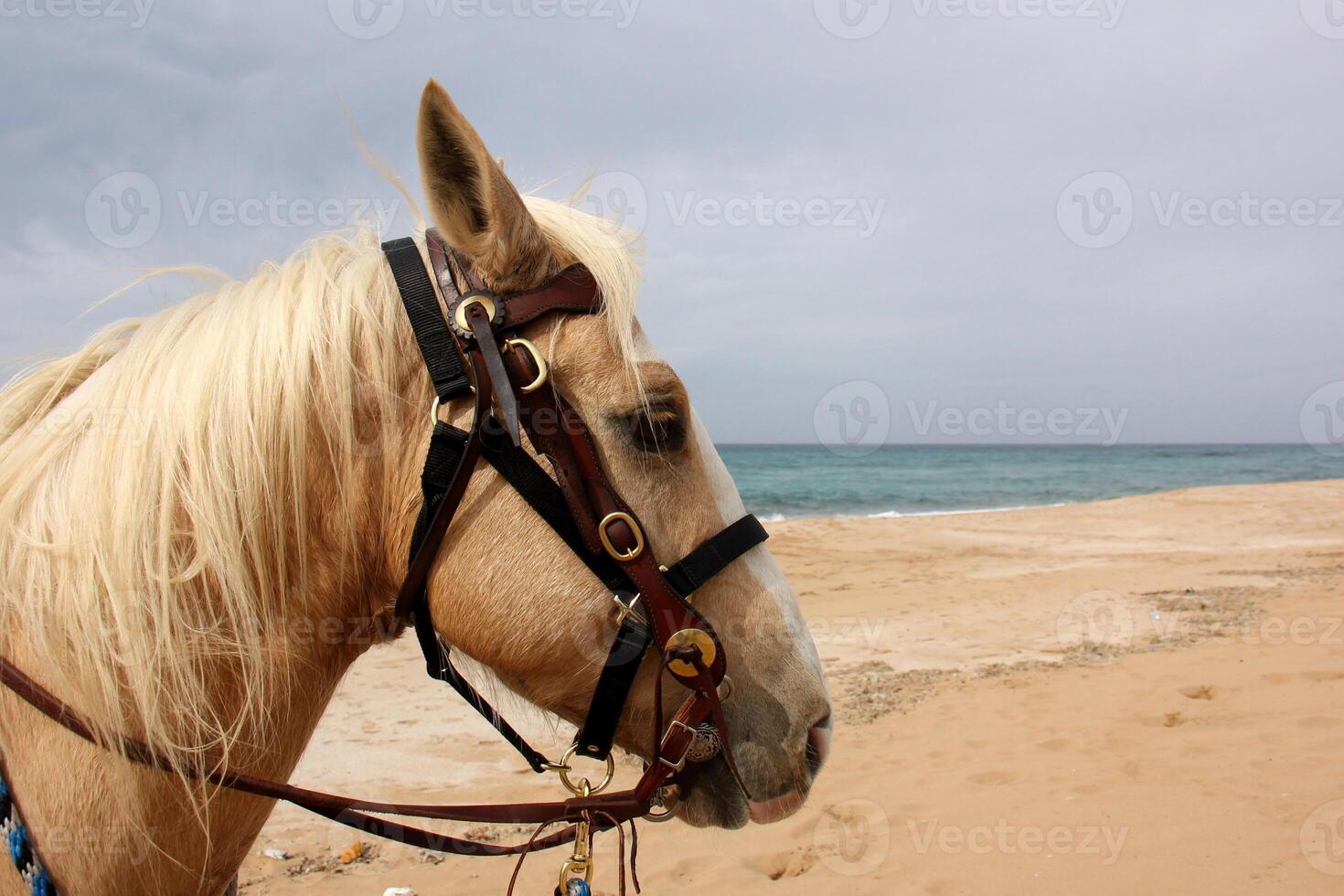 The horse is a domestic equid animal. photo