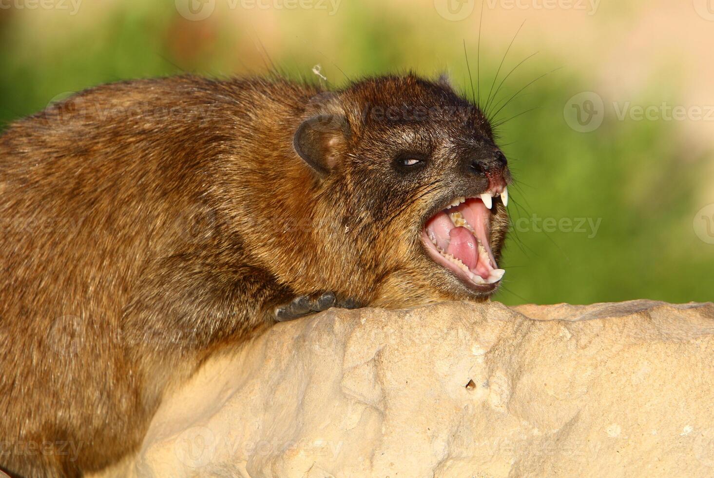 The hyrax lies on hot stones heated by the sun. photo