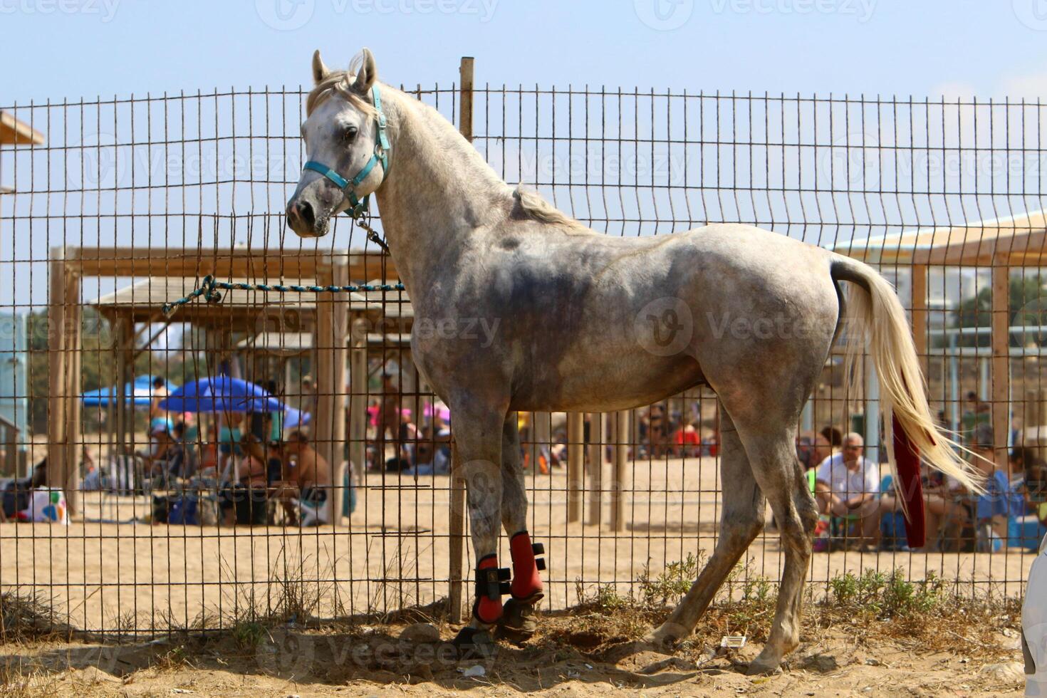 The horse is a domestic equid animal. photo