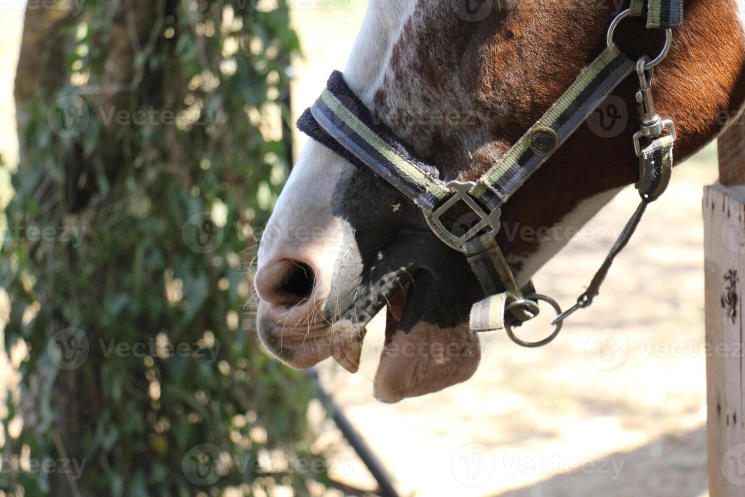 The horse is a domestic equid animal. photo