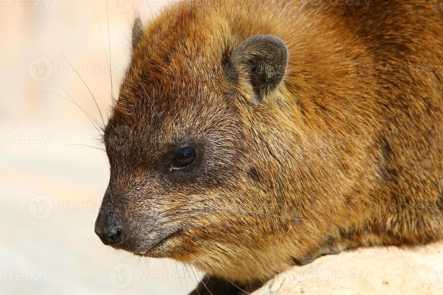 The hyrax lies on hot stones heated by the sun. photo