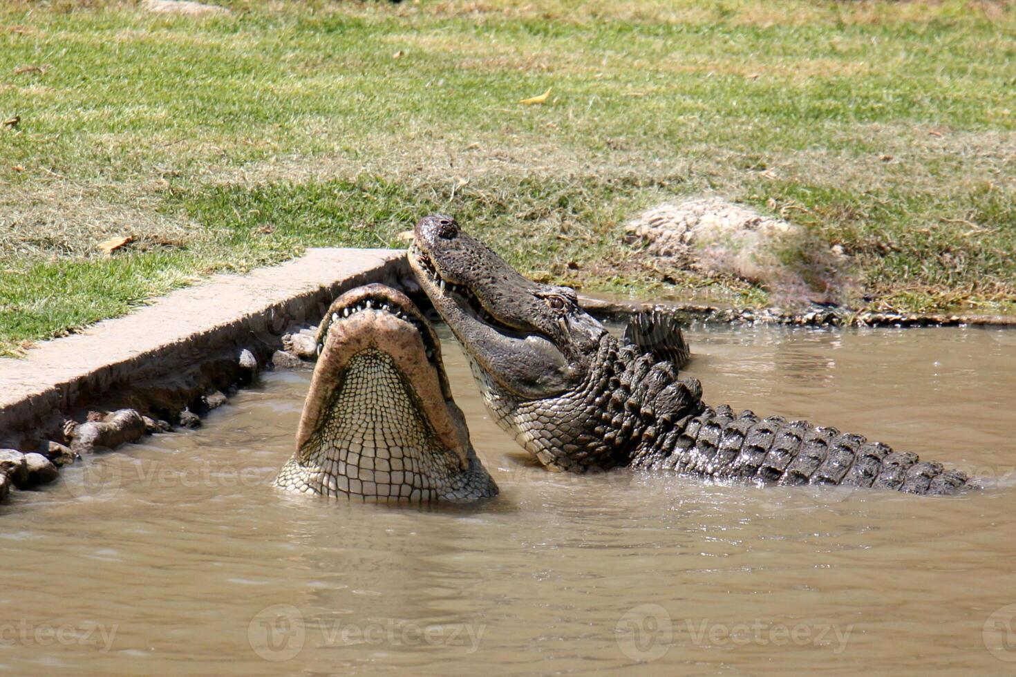 A crocodile lives in a nursery in northern Israel. photo