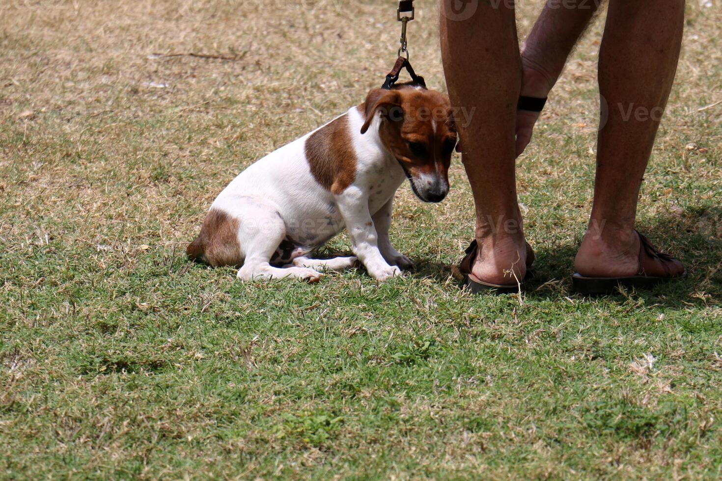 A dog on a walk in a city park. photo