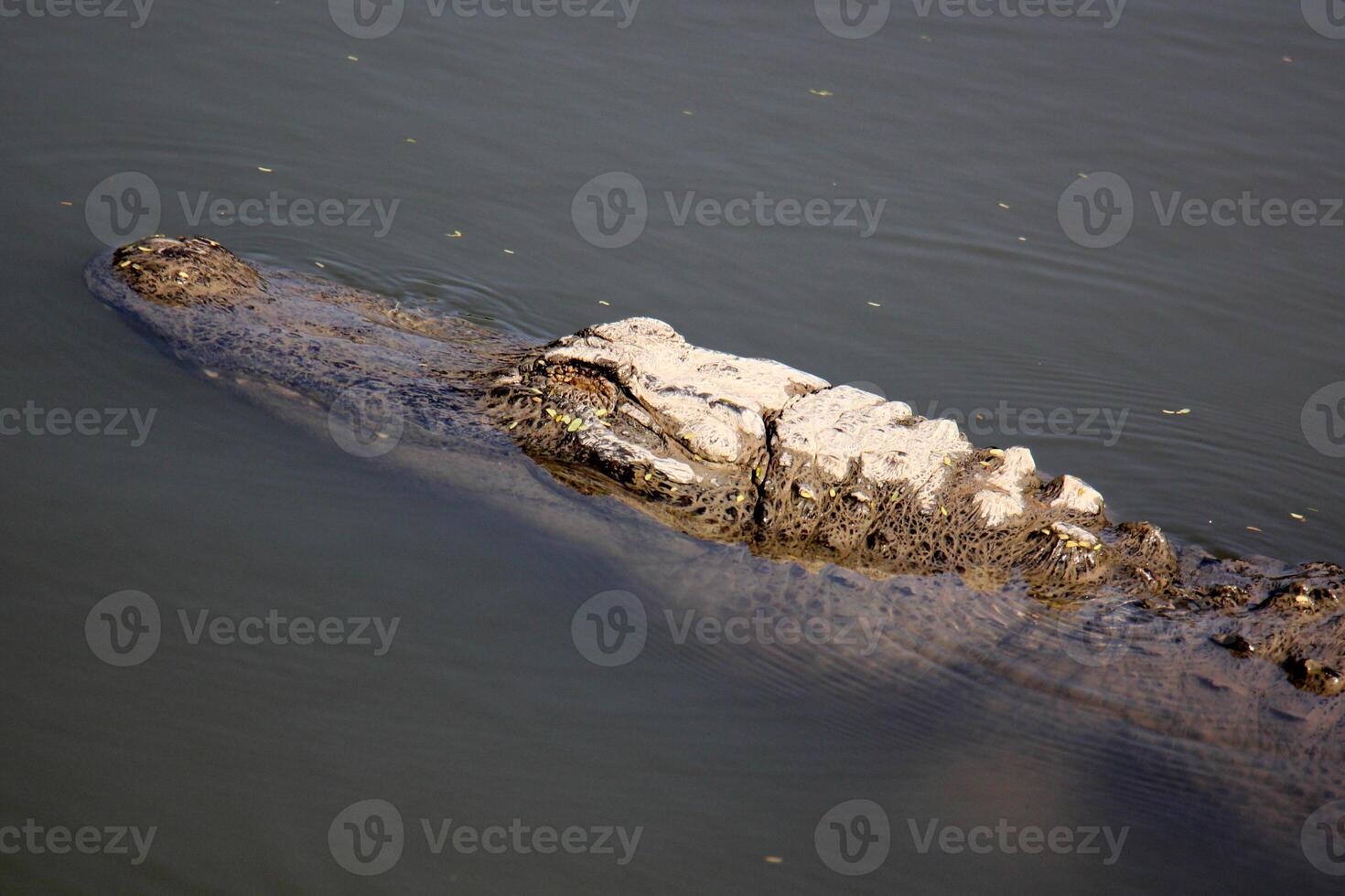 A crocodile lives in a nursery in northern Israel. photo