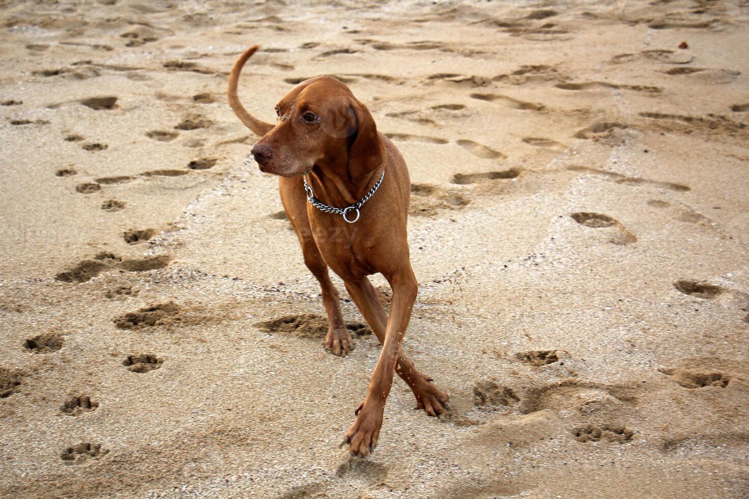 A dog on a walk in a city park. photo