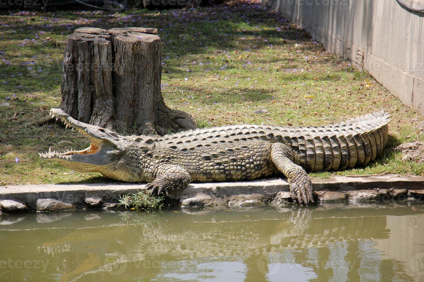 A crocodile lives in a nursery in northern Israel. photo