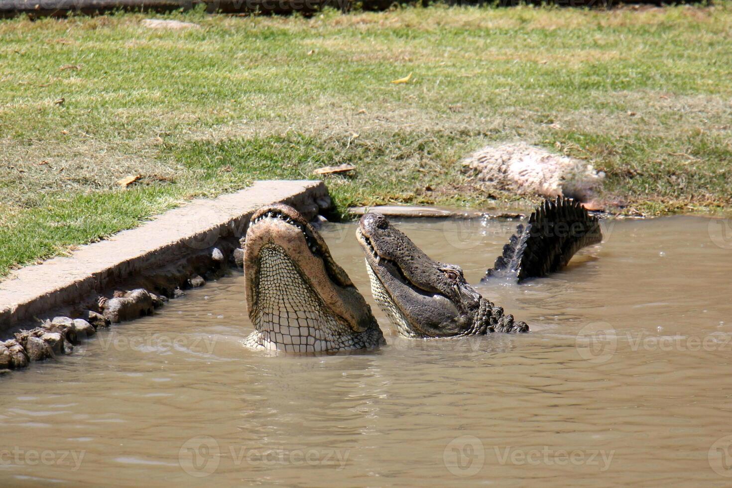 A crocodile lives in a nursery in northern Israel. photo