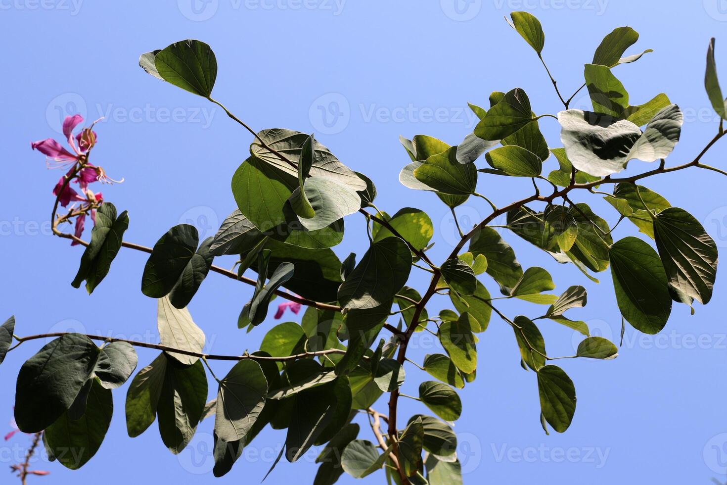 Branch of a tall tree against a background of blue sky. photo
