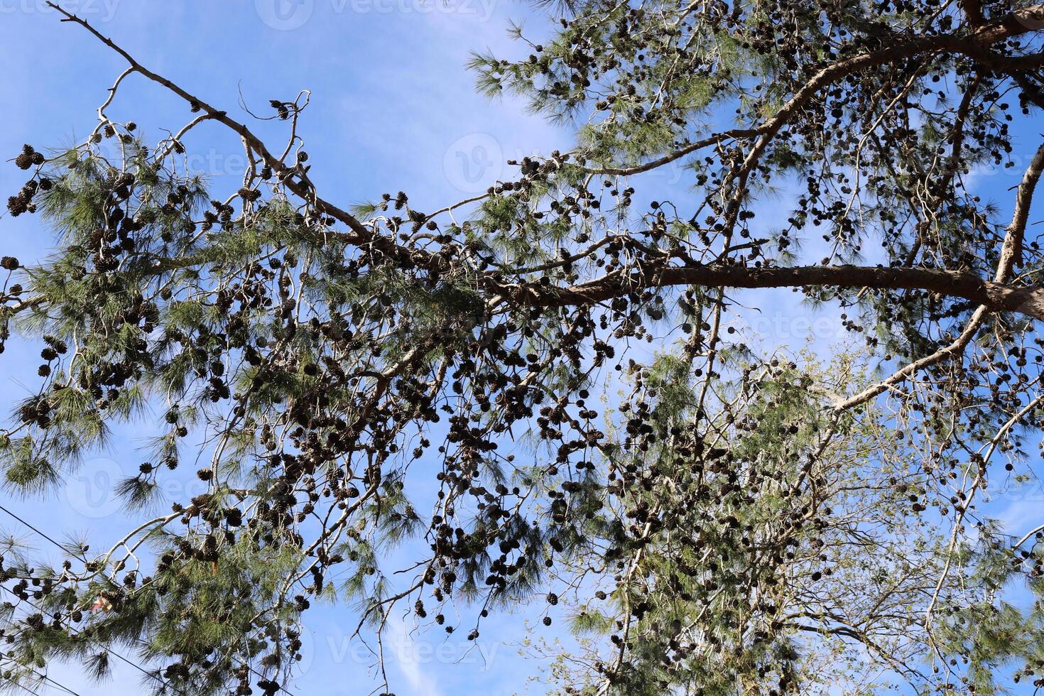 Branch of a tall tree against a background of blue sky. photo