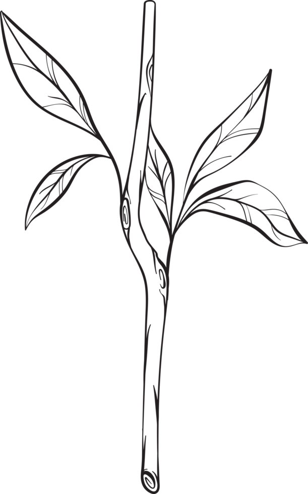 rustic leaf ornament floral png