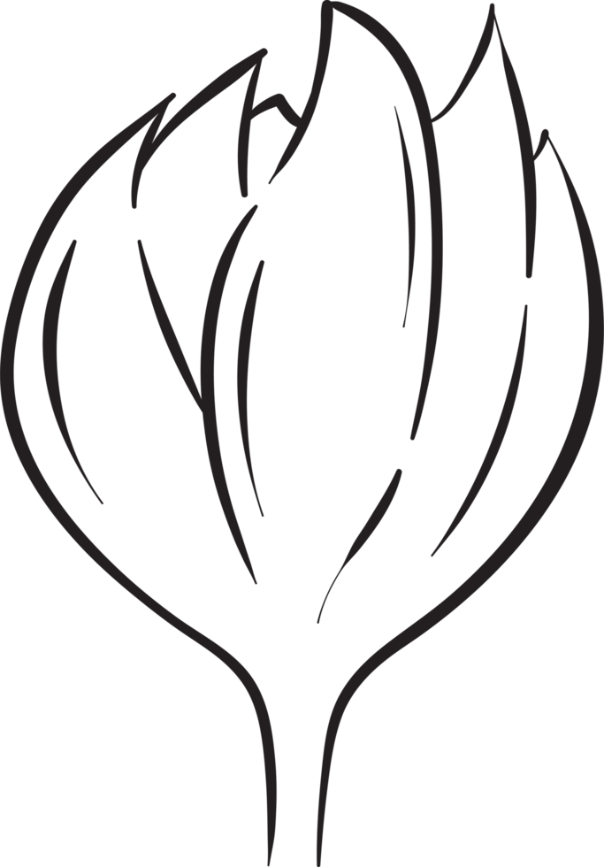 rustic leaf ornament floral png