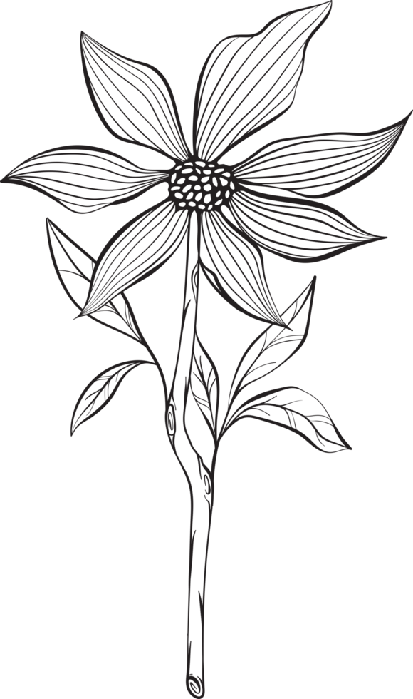 rustic leaf ornament floral png