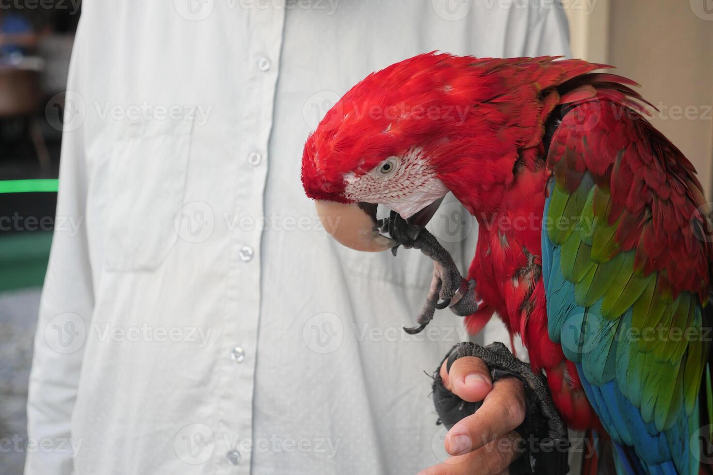 closeup colorful red green macaw parrot bird on person hand photo