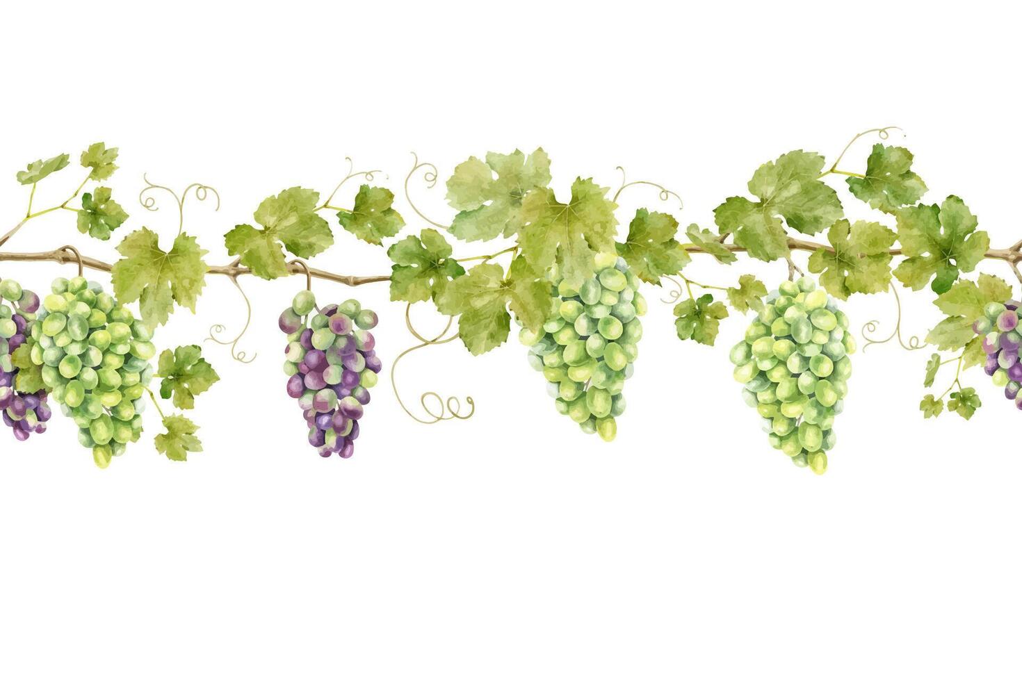 Seamless border of bunch grapes with leaves. Banner of vine. Isolated watercolor illustrations for design of labels of wine, grape juice and cosmetics, wedding cards, stationery, greetings cards vector