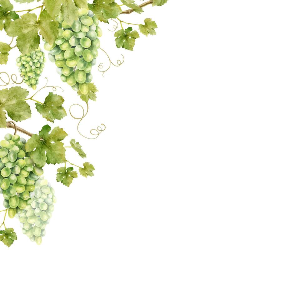 marco de manojo verde uvas con hojas. modelo de enredadera. aislado acuarela ilustraciones para el diseño de etiquetas de vino, uva jugo y productos cosméticos, Boda tarjetas, papelería, saludos tarjetas vector