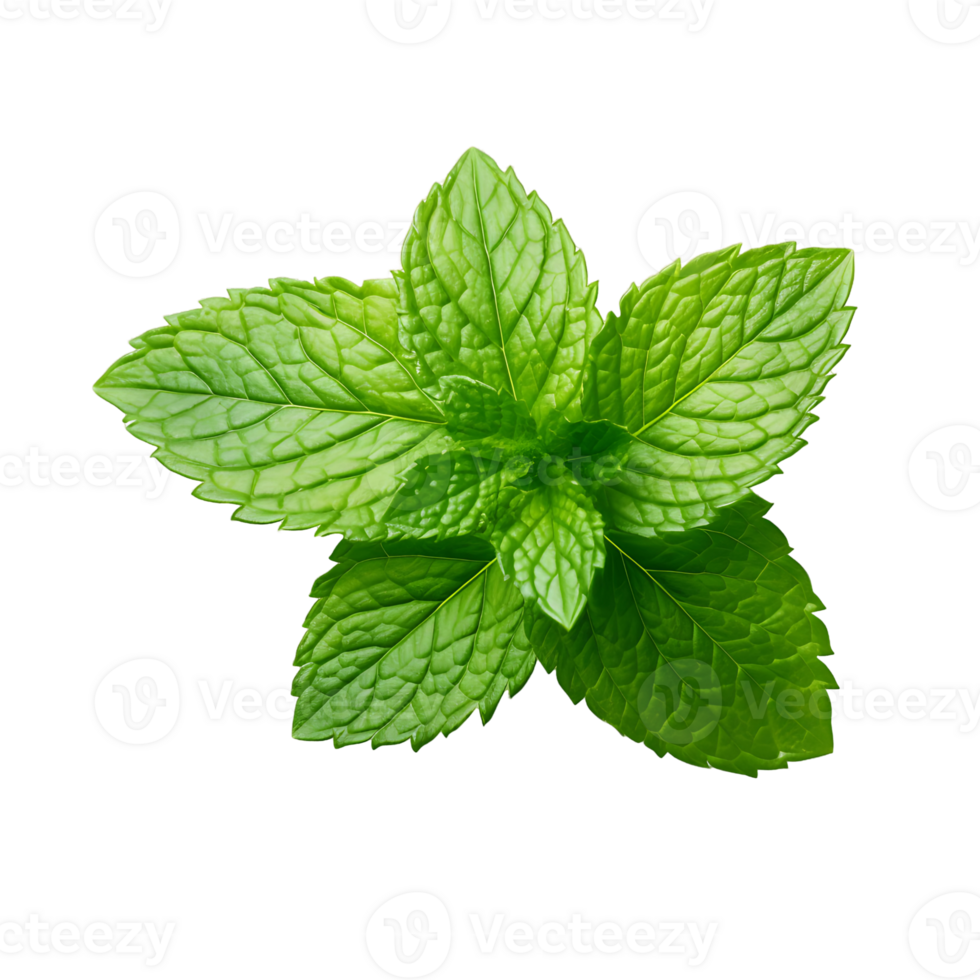 Lush Greenery Fresh Basil Leaf Close Up png
