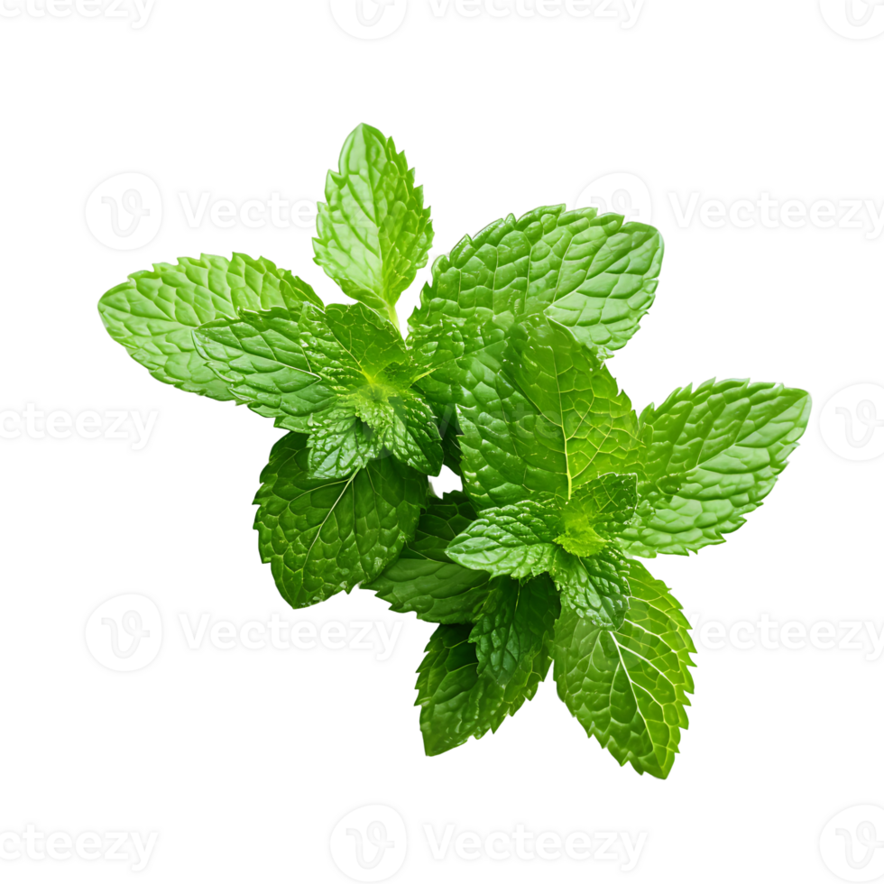 Freshness Unveiled Close Up of Green Basil Leaf png