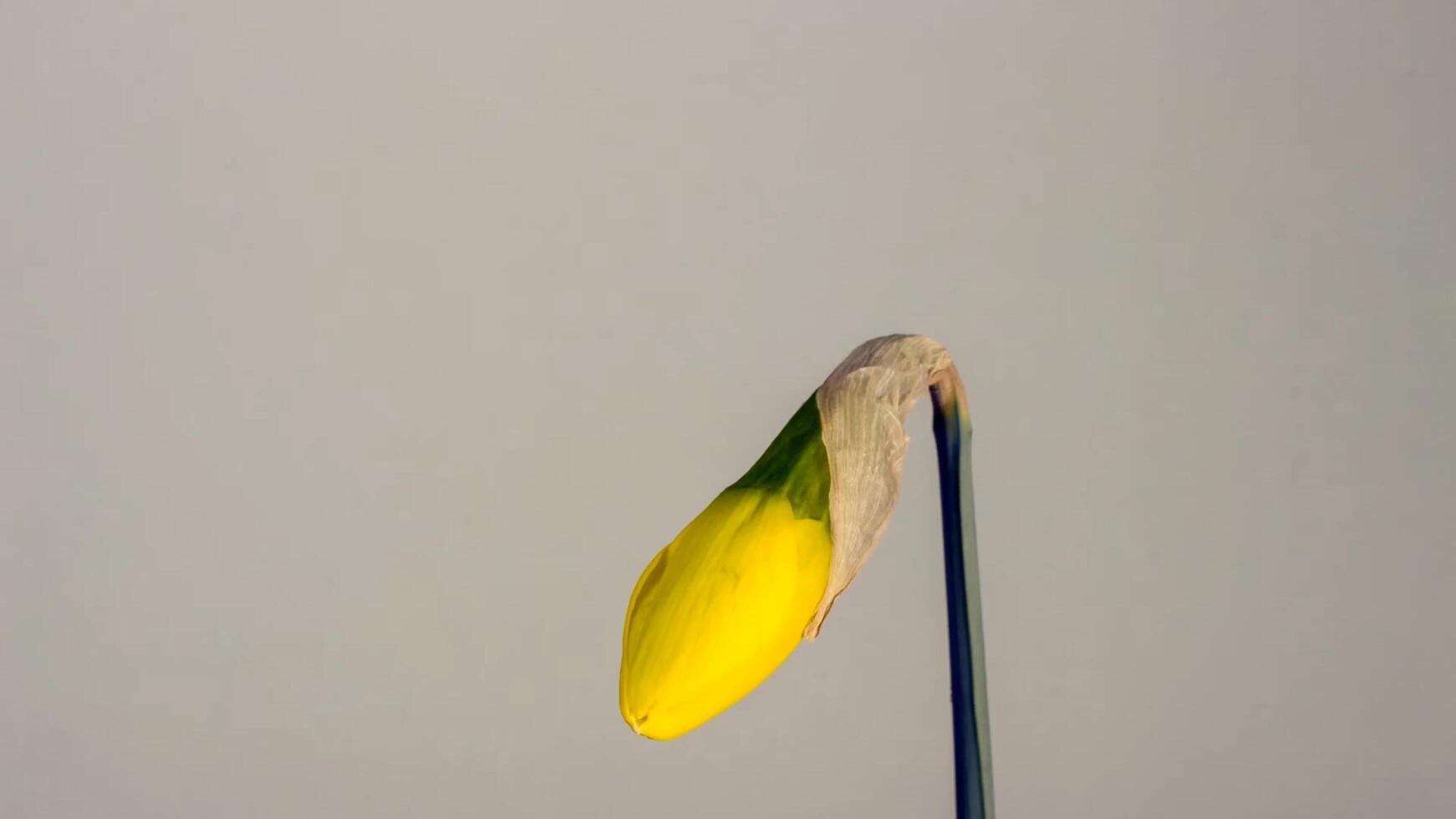yellow narcissus daffodil bud blossom bloom photo