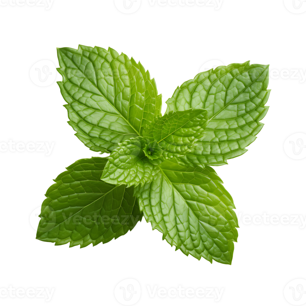 Fresh Basil Leaf Vibrant Green Herb png