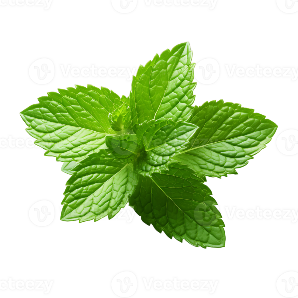 Garden Fresh Basil Close Up of Green Basil Leaf png
