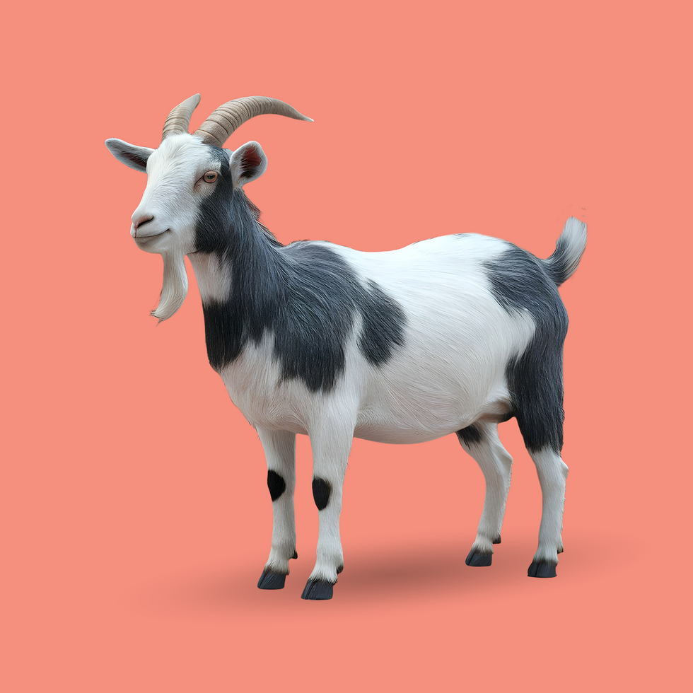 3d realistic Horn Goat on transparent background, best 3d render goat for Eid ul adha islamic festival psd