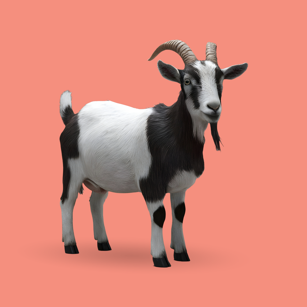 3d realistic Horn Goat on transparent background, best 3d render goat for Eid ul adha islamic festival psd