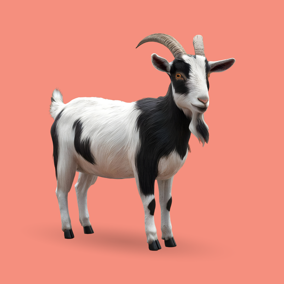 3d realistic Horn Goat on transparent background, best 3d render goat for Eid ul adha islamic festival psd