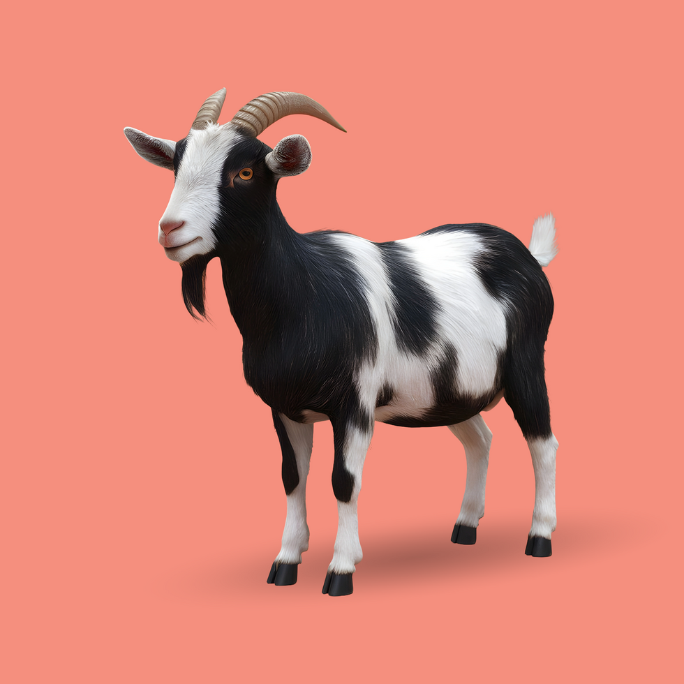 3d realistic Horn Goat on transparent background, best 3d render goat for Eid ul adha islamic festival psd