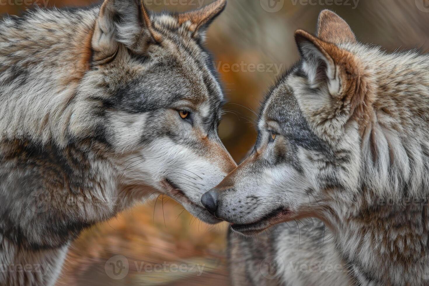 Two wolves are looking at each other with their noses touching photo