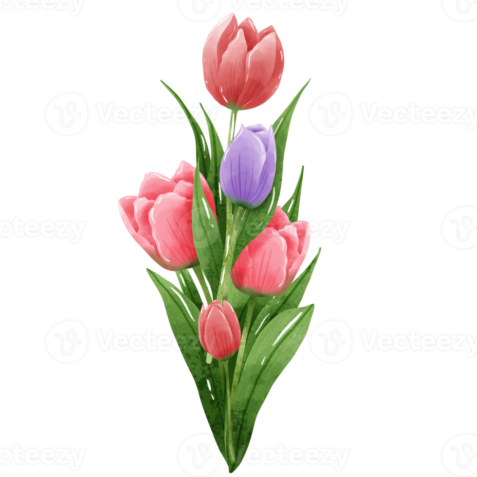 Handdrawn illustration watercolor colorful tulips bouquets arrangement Spring floral clipart greeting card bridal shower wedding invitation Botanical painting png