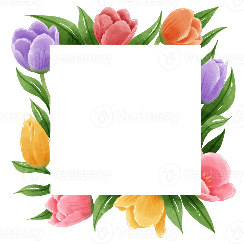 Handdrawn illustration watercolor colorful tulips frames wreaths arrangement Spring floral clipart greeting card bridal shower wedding invitation Botanical painting png
