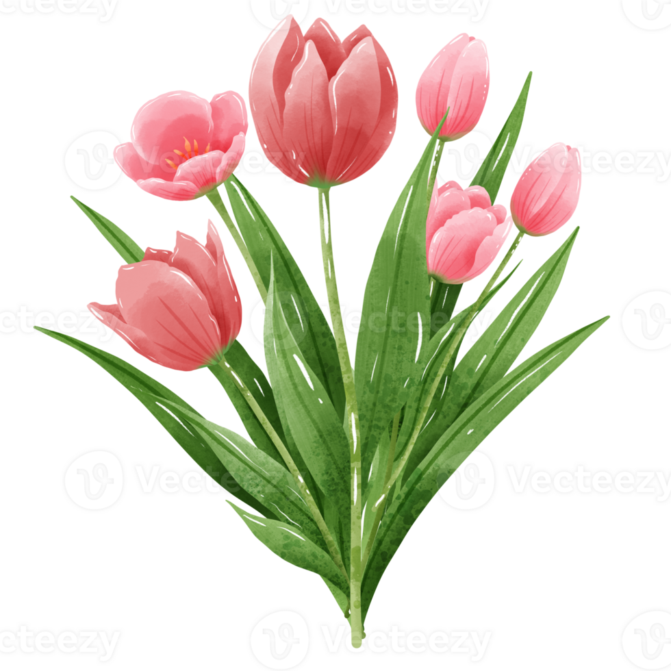 Handdrawn illustration watercolor colorful tulips bouquets arrangement Spring floral clipart greeting card bridal shower wedding invitation Botanical painting png