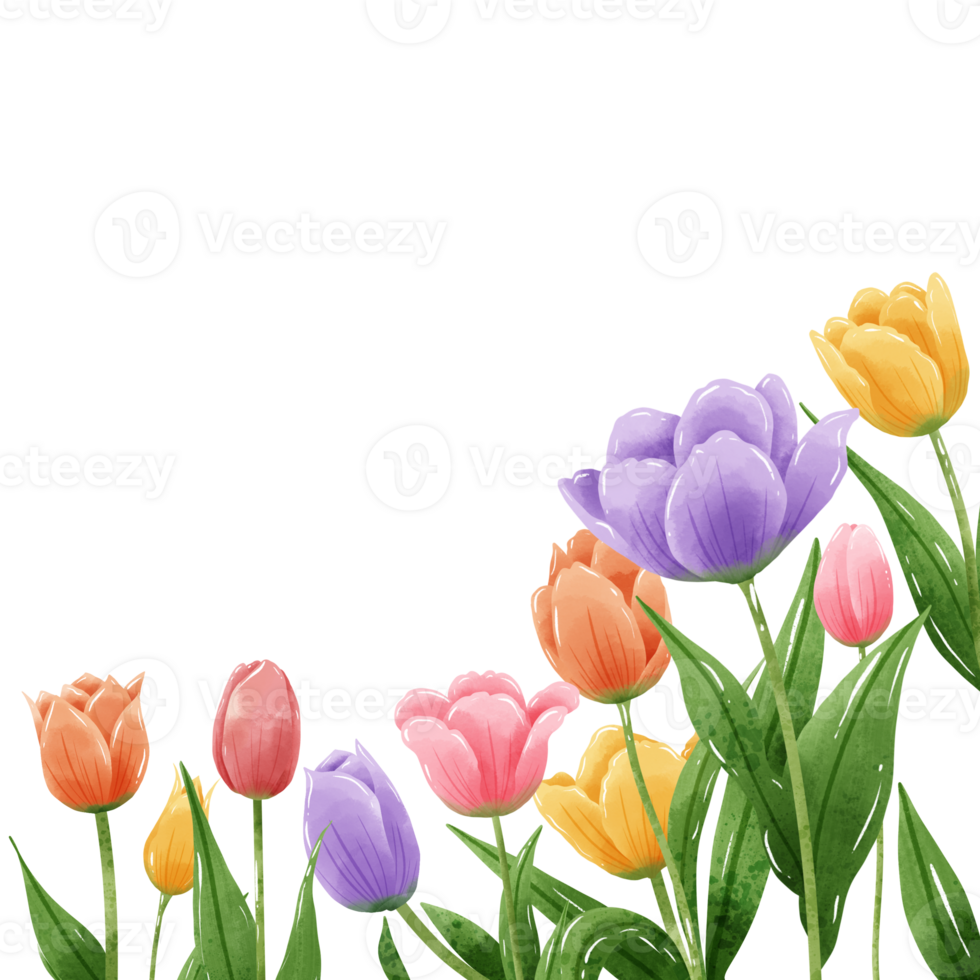 Handdrawn illustration watercolor colorful tulips frames wreaths arrangement Spring floral clipart greeting card bridal shower wedding invitation Botanical painting png
