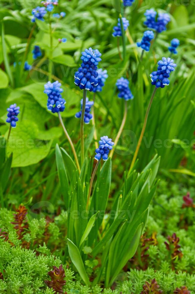 primavera flores de muscari armeniacum entre verde césped en un primavera jardín en luz de sol foto