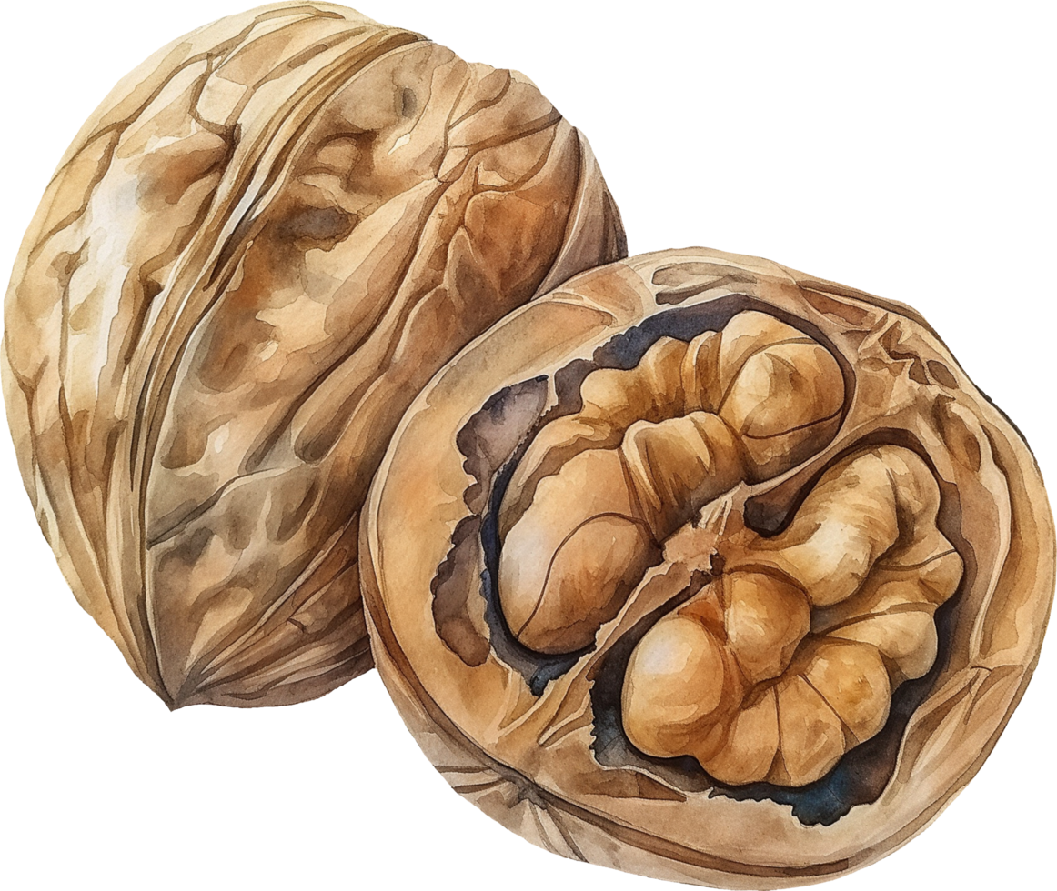 Walnut kernels watercolor png