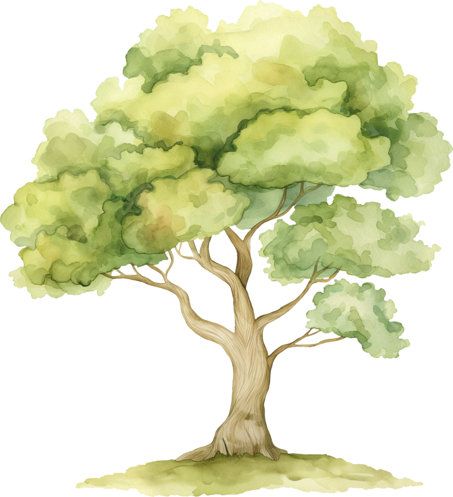 Wishing tree water color png
