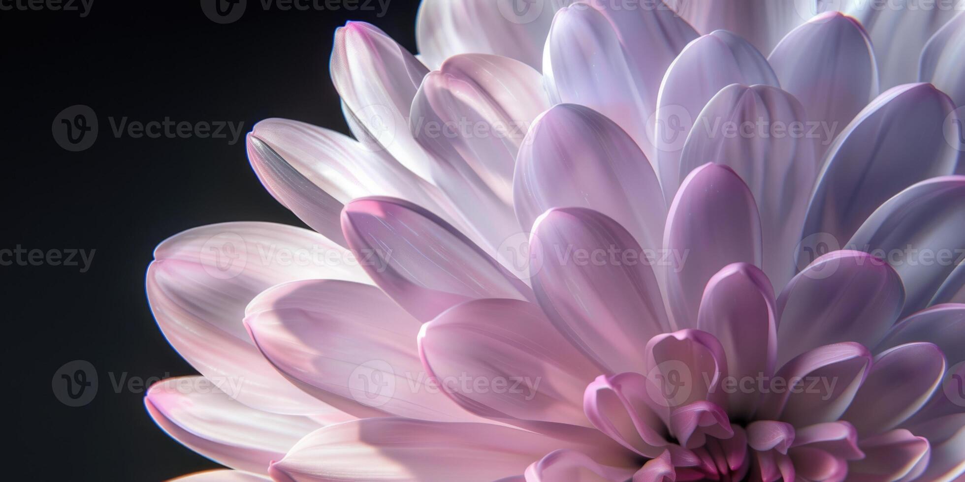 pink and purple chrysanthemum closeup flower, ai photo