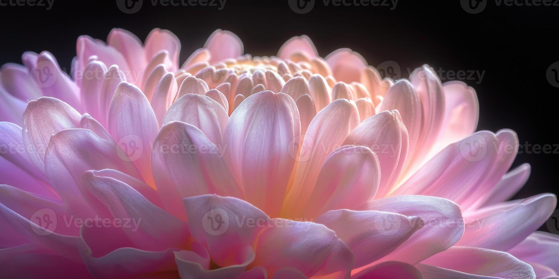 pink and purple chrysanthemum closeup flower, ai photo