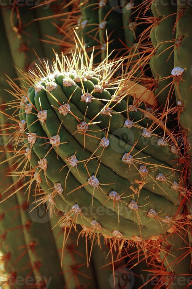 Detail, sharp, spiny cactus needles in late afternoon light photo
