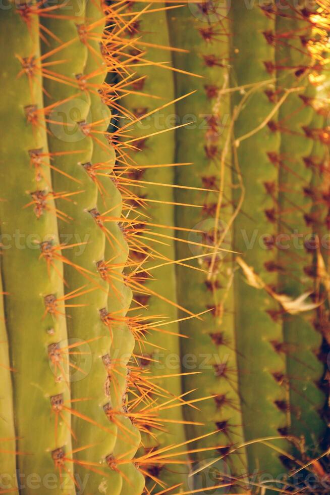 Detail, sharp, spiny cactus needles in late afternoon light photo
