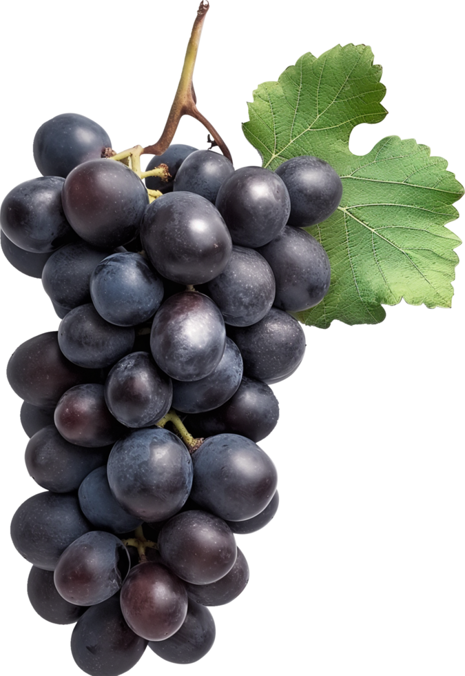 Dark blue grape with leaves isolated png