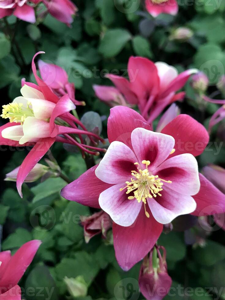 Cheerful Red Pink Columbine Wildflowers in Colorado photo