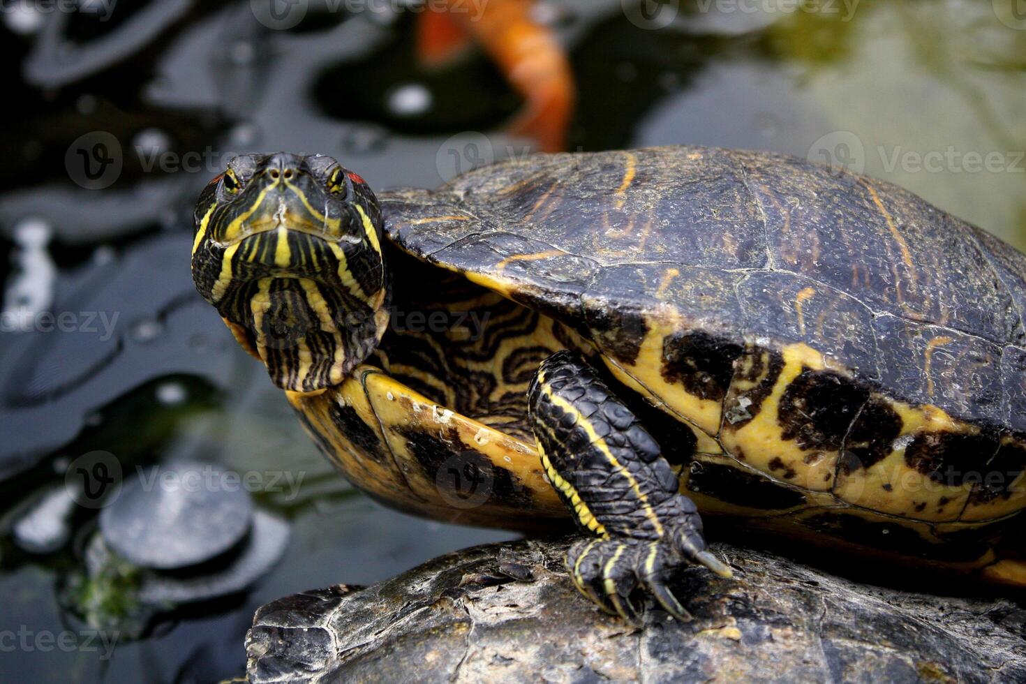 Curious Red Eared Slider Turtle Near a Pond photo