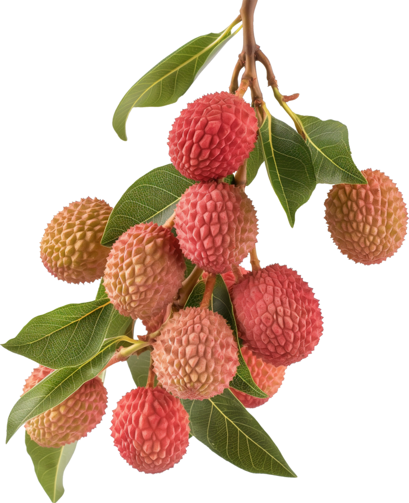 Fresh and ripe lychees with leaves isolated png