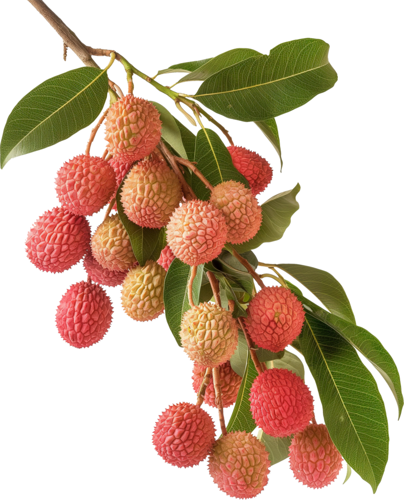Fresh and ripe lychees with leaves isolated png