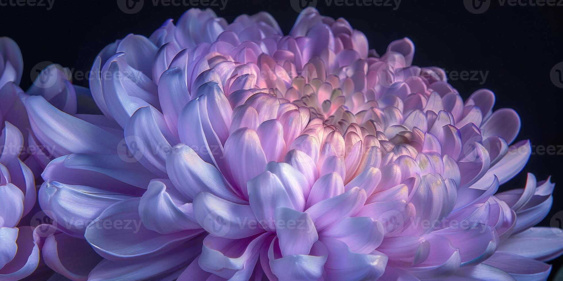pink and purple chrysanthemum closeup flower, ai photo